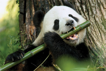 Zoo panders to new guests